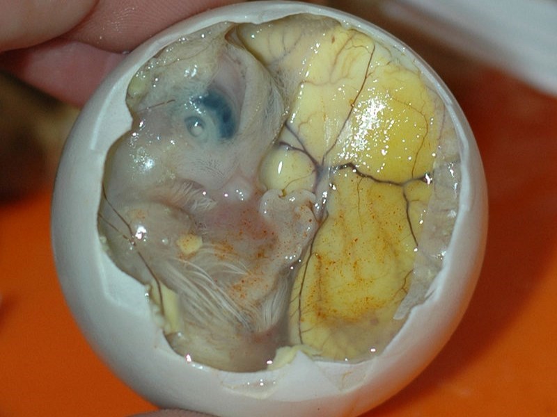 What is balut?